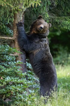 Wild brown bear, ursus arctos, scratching off tree bark in summer nature. . Vertical composition of a Carpathian mammal standing on two legs in summertime forest and marking with scent.