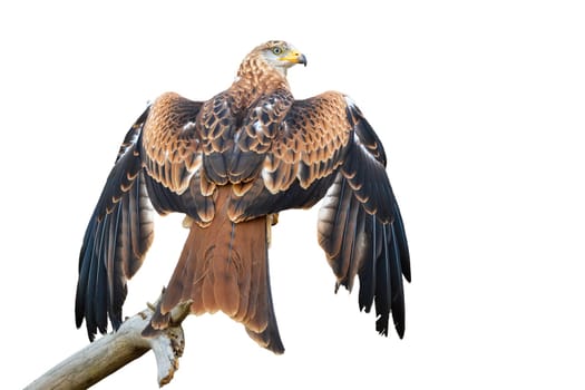 red kite, milvus milvus, sitting on branch and spreading wings isolated on white background. Bird of prey from rear view looking back over shoulder cut out on blank.