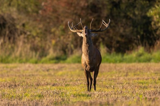 Red deer, cervus elaphus, stag with antlers roaring on a meadow in rutting season illuminated by morning sun. Front view of bellowing wild mammal with copy space.