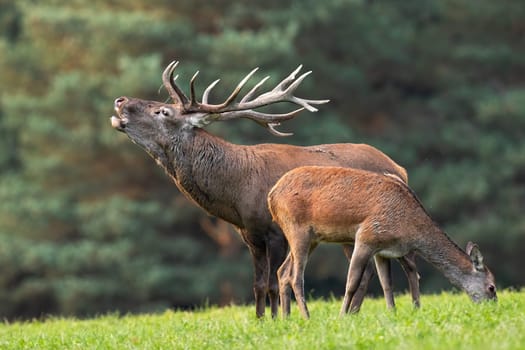 Red deer, cervus elaphus, roaring next to hind grazing on meadow in autumn. Stag and female bellowing on green field. Two mammals feeding on pasture.
