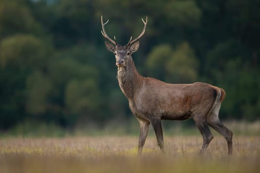 Young red deer, cervus elaphus, standing on dry meadow in autumn nature. Juvenile stag looking on field in fall. Immature male mammal watching on pasture.