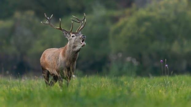 Red deer, cervus elaphus, roaring on green meadow in summertime nature. Stag bellowing on field in summer. Brown mammal with antlers calling on glade.