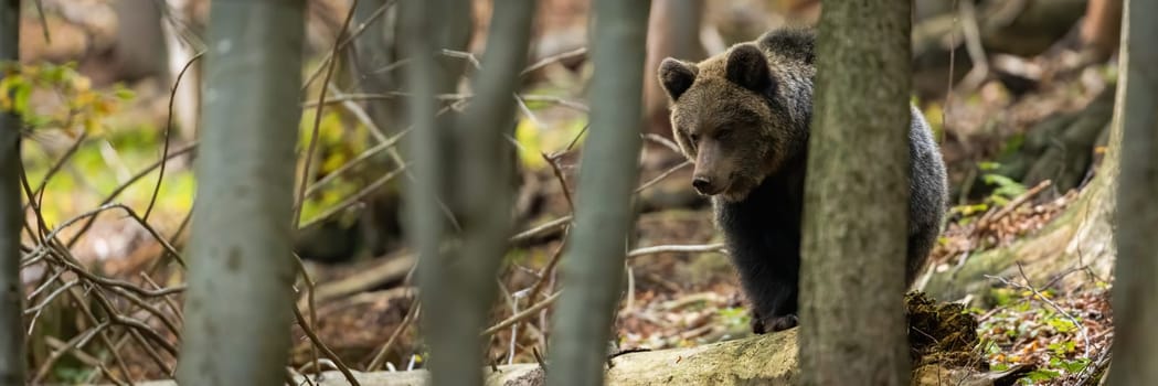 Brown bear, ursus arctos, walking in forest in autumn in panoramic shot. Large mammal moving in woodland in fall. Brown predator marching in wilderness with copy space.