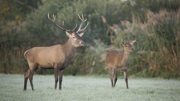 Couple of red deer, cervus elaphus, looking aside and breathing vapor in cold morning. Two wild mammals with brown fur observing. Autumn atmosphere with mist and animal wildlife.