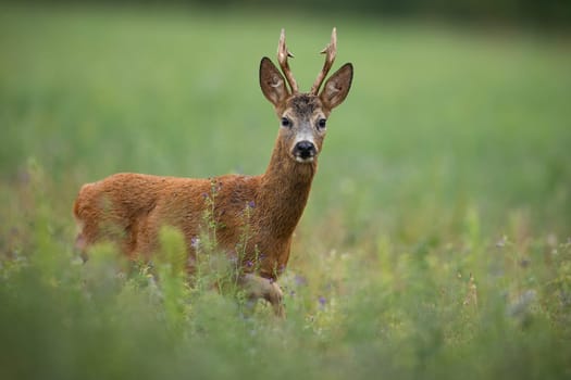 Side view of a roe deer, capreolus capreolus, buck looking to the camera and coming closer on a meadow with green grass in summer nature. Mammal with large antlers walking on the field.