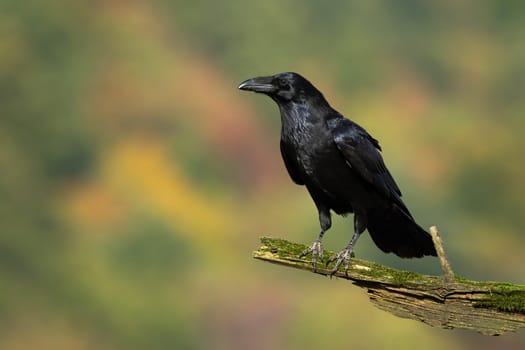 Common raven, corvus corax, looking on bough in autumn with copy space. Dark bird sitting on branch in fall. Black animal with beak resting on wood from side.