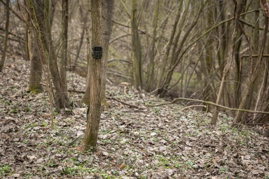 Small game camera attached to a thin tree in spring forest. Miniature device with motion sensor for animal wildlife monitoring. Trail cam hidden in a woodland with copy space.