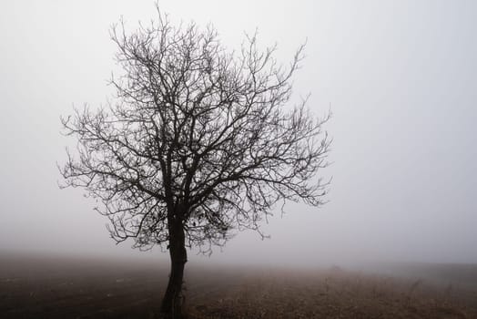 .Siluette of a tree in a foggy background.
