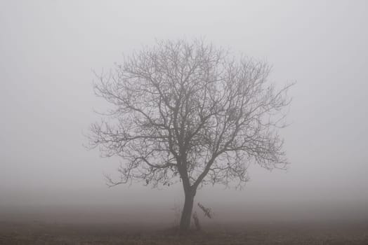 Siluette of a tree in a foggy background.