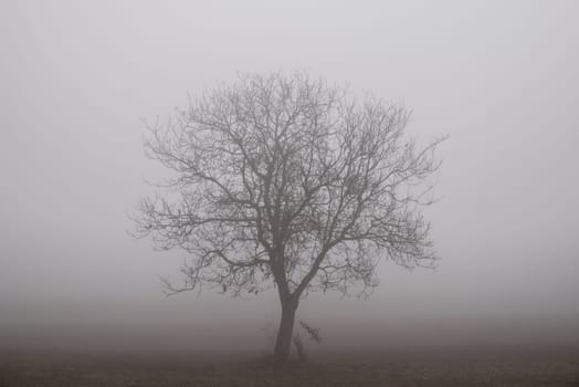 .Siluette of a tree in a foggy background.