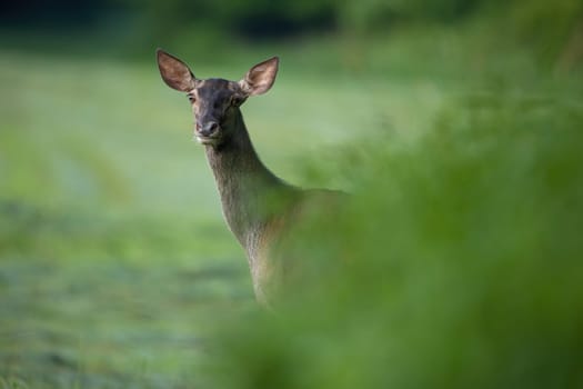 Red deer, cervus elaphus, hind peeking out of green bushes in summer nature. Female wild animal glimpsing trough leaves in forest. Mammal surrounded by blurred branches.