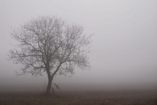 .Siluette of a tree in a foggy background.