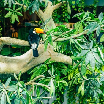 Portrait of toco toucan or giant toucan in a bird sanctuary