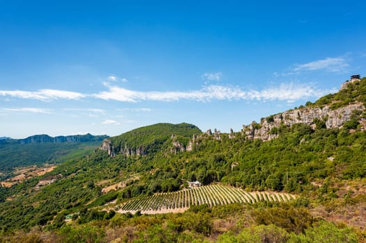 Mountain landscape with the cultivation of vineyards for the production of wine, Sardinia, Italy. Traditional agriculture. Vertical video.