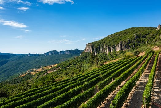 Rows of a vineyard for the production of wine grown in the mountains, Sardinia, Italy. Traditional agriculture. Vertical video.
