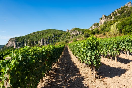 Rows of a vineyard for the production of wine grown in the mountains, Sardinia, Italy. Traditional agriculture. Vertical video.