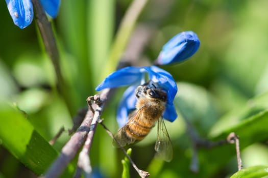 Honey bee collecting nectar on a blue flower. Busy insects from nature. From bees we harvest the honey. Animal photo from nature