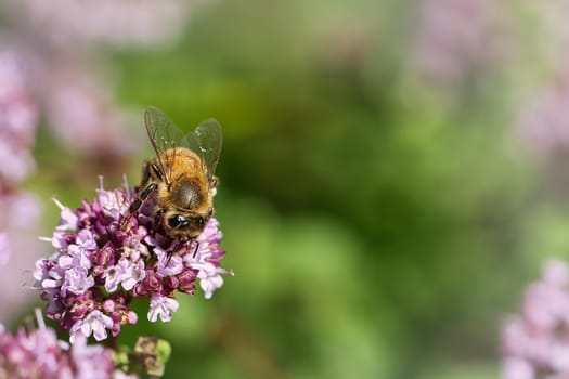 Honey bee collecting nectar on a flower of the flower butterfly bush. Busy insects from nature. From bees we harvest the honey. Animal photo from nature