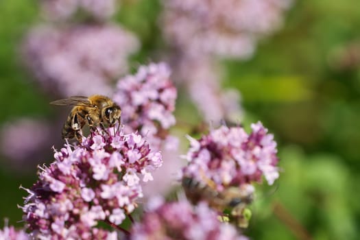 Honey bee collecting nectar on a flower of the flower butterfly bush. Busy insects from nature. From bees we harvest the honey. Animal photo from nature