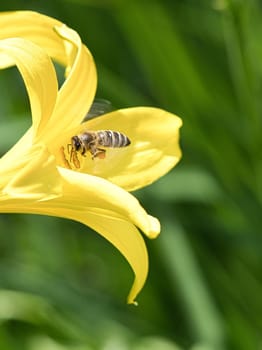 Honey bee collecting nectar in flight on a yellow lily flower. Busy insect. Dynamically moving wings. Honey is harvested by bees. Animal photo from nature