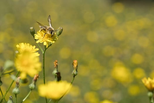 Honey bee collecting nectar on a flower meadow with yellow flowers. Busy insect. Honey is harvested by bees. Animal photo from nature