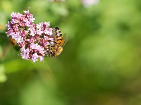 Honey bee collecting nectar on a flower of the flower butterfly bush. Busy insects from nature. From bees we harvest the honey. Animal photo from nature