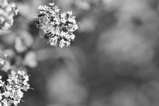 Honey bee in black and white, collecting nectar on a flower of the flower butterfly bush. Busy insects from nature. From bees we harvest the honey. Animal photo from nature