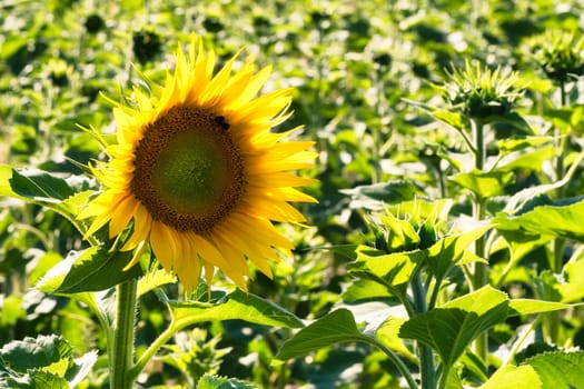 Sunflower shown individually on a sunflower field. Round yellow flower. Sunflower oil is produced from the seeds. Plants photo from nature