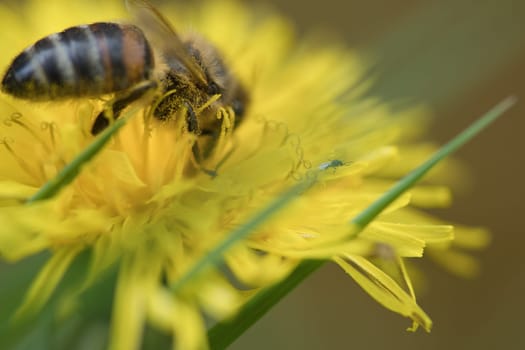 Honey bee collecting nectar on a yellow flower of dandelion. Busy insects from nature. From bees we harvest the honey. Animal photo from nature