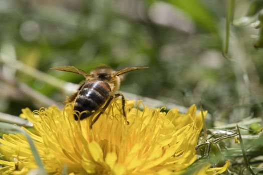 Honey bee collecting nectar on a yellow flower of dandelion. Busy insects from nature. From bees we harvest the honey. Animal photo from nature