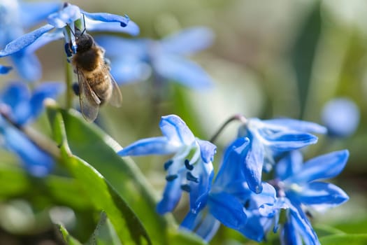 Honey bee collecting nectar on a blue flower. Busy insects from nature. From bees we harvest the honey. Animal photo from nature