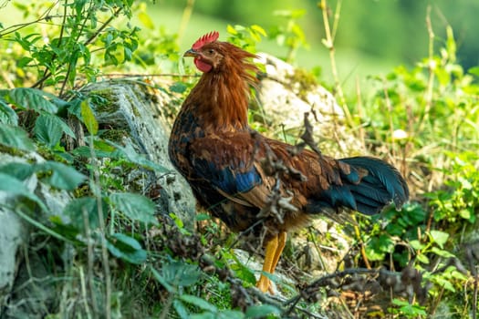 Free range chickens on a German farm in the summer sunshine