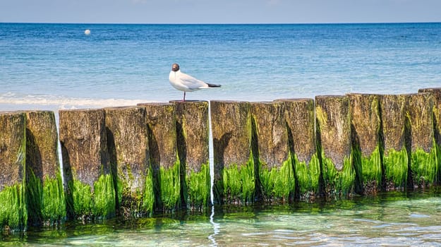 Seagull on a groyne that juts into the sea. On the Baltic Sea in Zingst. Released and with a view of the viewer