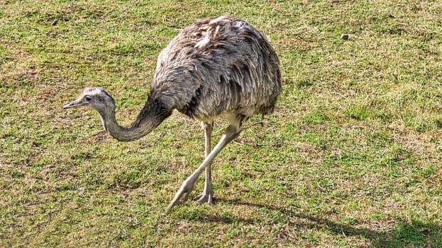 Nandu on the meadow. Close-up of the bird in nature. Grey plumage. Animal shot