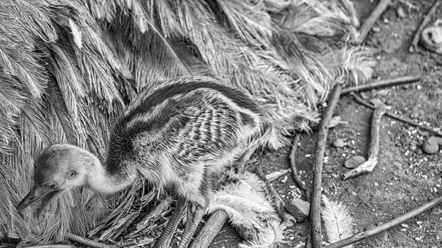 nandu chick at the nest. Baby bird exploring the surroundings. Animal photo. Detail photo