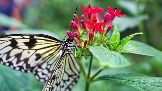 colorful butterfly on a leaf, flower. elegant and delicate. detailed pattern of wings. Cropped insect in closeup