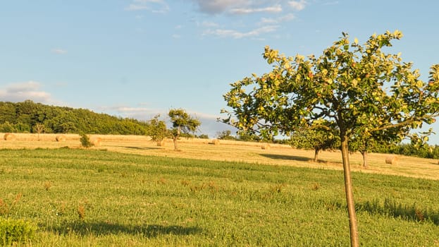 Apple trees in a meadow in front of a field on which straw bales. Landscape photo from Saarland. Harvest time in agriculture