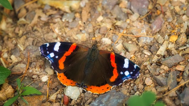 Admiral butterfly on the forest floor. Rare insect with bright colors. Relaxing while sunbathing. Macro animal photo