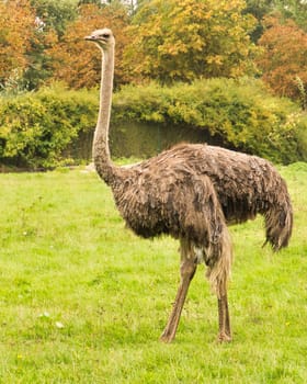 bird ostrich in profile. long legs and long neck.