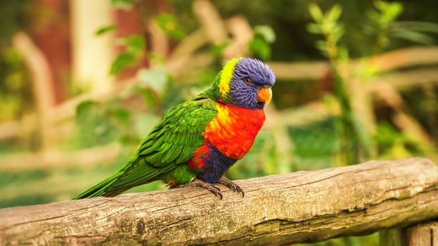 Lorikeet also called Lori for short, are parrot-like birds in colorful plumage. They are very curious and beautiful to look at