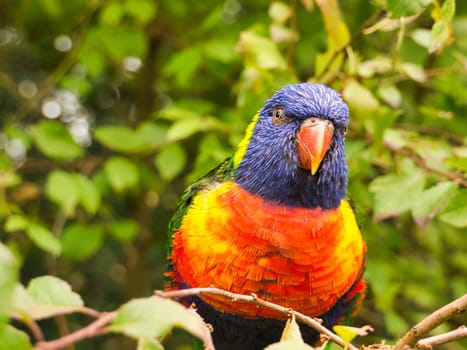 Lorikeet also called Lori for short, are parrot-like birds in colorful plumage. They are very curious and beautiful to look at