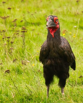 An African horned raven at Marlow Bird Park. The corvid is very intimate