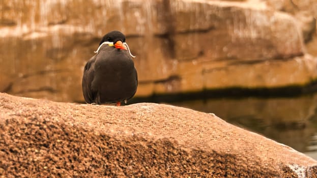 the inka tern is a seabird with gray plumage and red beak with a wise head feather. it lives on the ocean