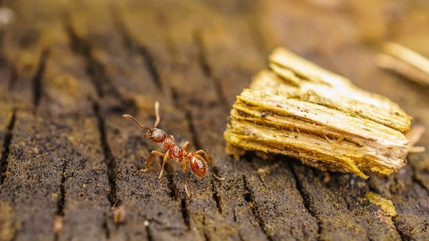 Ant collecting food in close up . the small industrious insects are very nimble