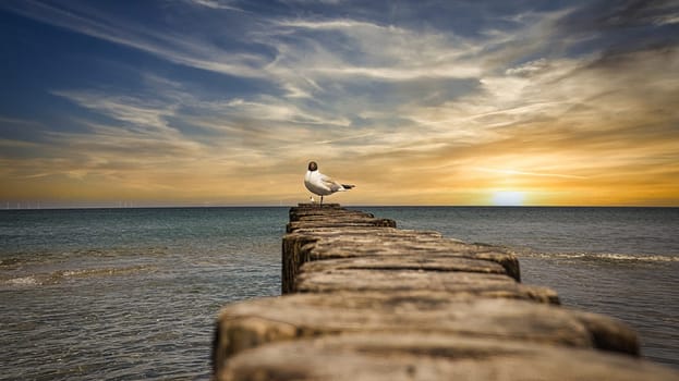 Seagull on a stage in the sunset. On the Baltic Sea in Zingst. Released and with view to the viewer
