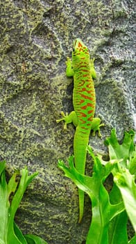 the emerald green geko is and beautiful tepid predator. It hunts insects. It is also kept in terrariums that must have a tropical climate.