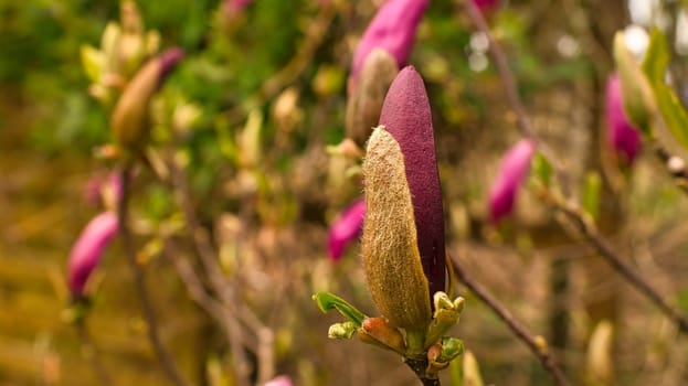 Magnolia trees are a true splendor in the flowering season. An eye-catcher in the landscape. Flowers photo from nature