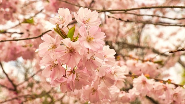 Cherry blossoms in the park in Berlin. In spring these beautiful looking flowers bloom in full splendor