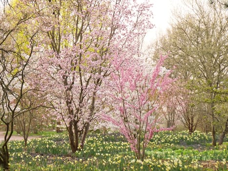 Cherry blossoms in the Britzer Garten in Berlin. In spring, the cherry trees bloom in full splendor. Pink and white blossoms. Nature shot