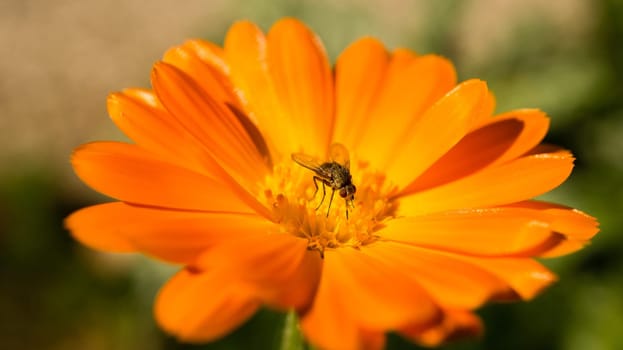 close up of a blossom of a beautiful flower. detailed single shot. Colorful and unique as nature is